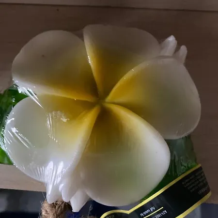 Roomfortwo Natural Waldsolms