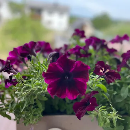 Homestay szállás Roomfortwo Natural *