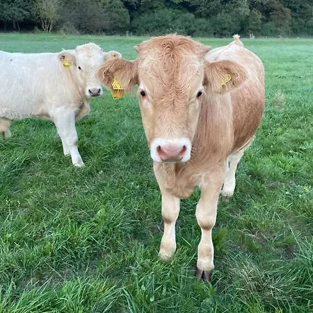 Accommodatie bij particulieren Roomfortwo Natural *